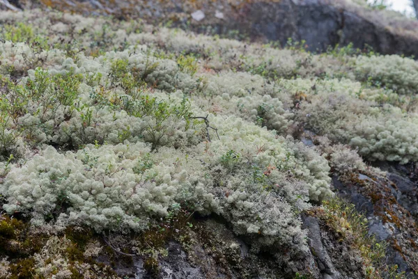 Nomi di muschio bianco renna lichene Immagini Stock Royalty Free