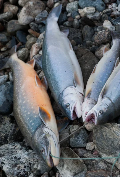 Just catched salmon fish on the shore — Stock Image Just catched salmon fish on the shore Royalty Free Stock Photos