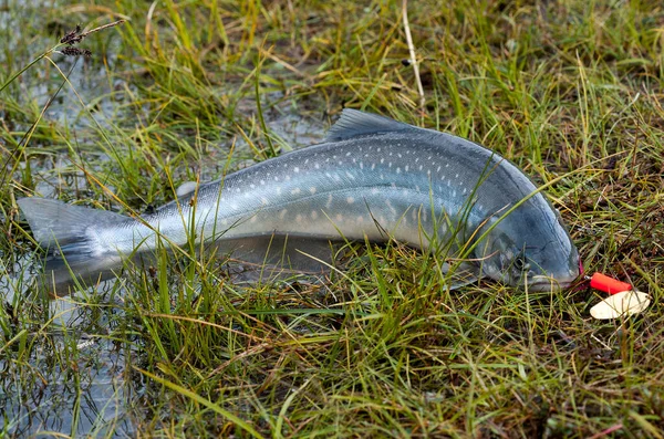 Just catched salmon fish on the shore — Stock Image Just catched salmon fish on the shore Royalty Free Stock Images