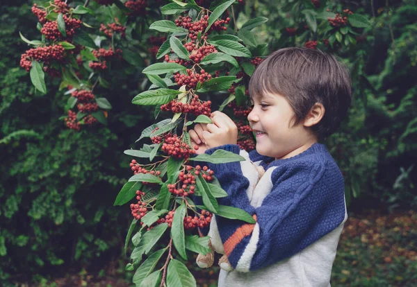 Portrait Enfant Garçon Cueillant Des Fruits Sauvages Dans Forêt Automne — Photo