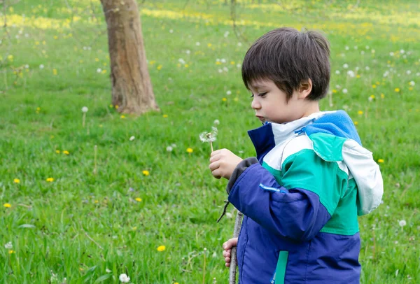 Παιδί Του Σχολείου Φυσάει Πικραλίδα Πράσινο Φόντο Γρασίδι Ενεργό Αγόρι — Φωτογραφία Αρχείου
