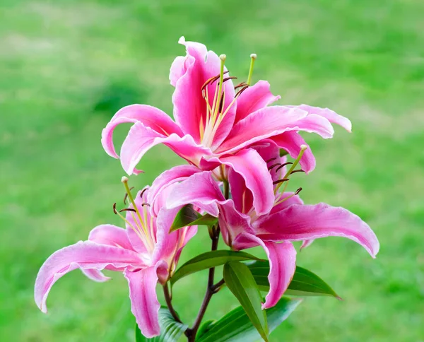 Krásná Růžová Lilie Rozmazaně Zeleným Travnatým Pozadím Kvetoucí Lilie Stargazer — Stock fotografie