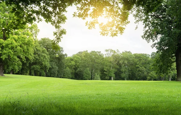 Frisk Luft Och Vackra Naturliga Landskap Äng Med Grönt Träd — Stockfoto