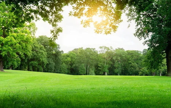 Taze hava ve yeşil ağaçlı güzel doğal çayır manzarası yaz arkaplanı için güneşli bir gün, orman ağaçları ve güneş ışığıyla çevrili güzel çim arazisi.