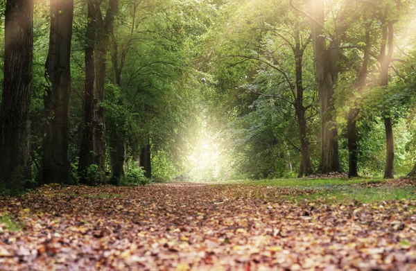 Sabah güneş ışığı alan güzel Yeşil Orman Ağaçları Sonbahar Ormanı 'nın başındaki Yol.