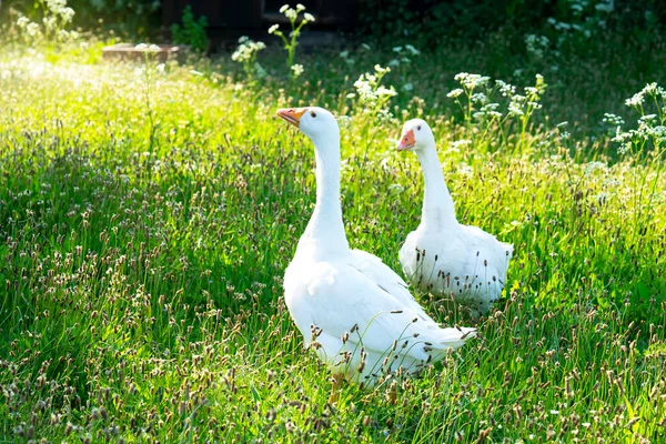 Sağlıklı bir çift beyaz kaz yeşil çimlerin üzerinde duruyor, iki güzel kaz yiyecek buluyor ve baharda ya da yazın güneşli bir günde çimlerin üzerinde yürüyor.