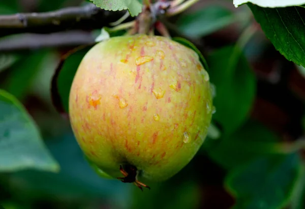 雨滴と野生のリンゴ 水滴と木の枝にぶら下がっているりんご — ストック写真