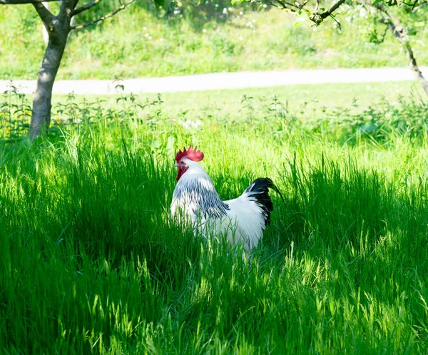 Portrait of white chicken standing in the farm in the sunny day, Domestic farm Chicken with red comb walking alone in the yard, Free range chicken feed in grass field.