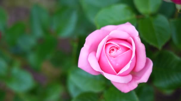 Rose de thé hybride Aphrodite en jardin anglais, Une belle rose simple mi-rose au parfum moyen, Fleurs roses de charme pour l'été à l'automne