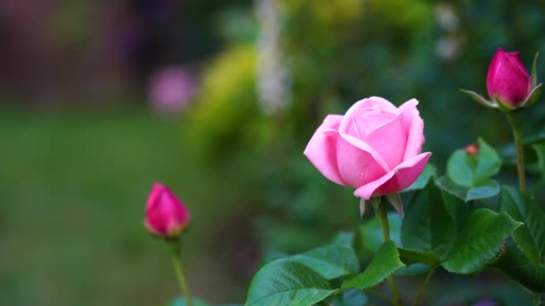 Афродітний Гібридний Чай Ріс Англійському Саду Красива Рожева Троянда Середнім — стокове відео