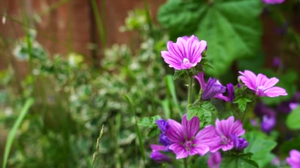 Violet Flower Common Mallow Malva Sylvestris Angol Kertben Gyönyörű Lila — Stock videók