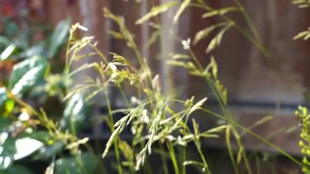 Selektiv Fokus Vind Blåser Över Blomman Gräset Parken Vacker Solig — Stockvideo