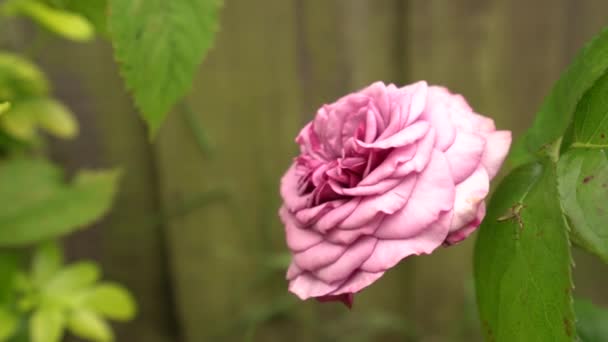 Rosa Rosa Soplando Día Ventoso Primavera Verano Rosa Inglés Jardín — Vídeo de stock