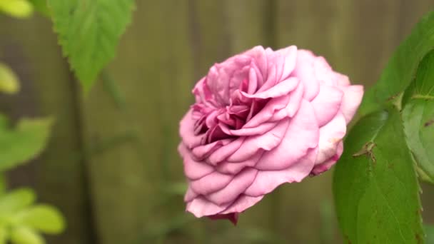 Rosa Rosa Soplando Día Ventoso Con Abeja Recoge Néctar Rosa — Vídeos de Stock