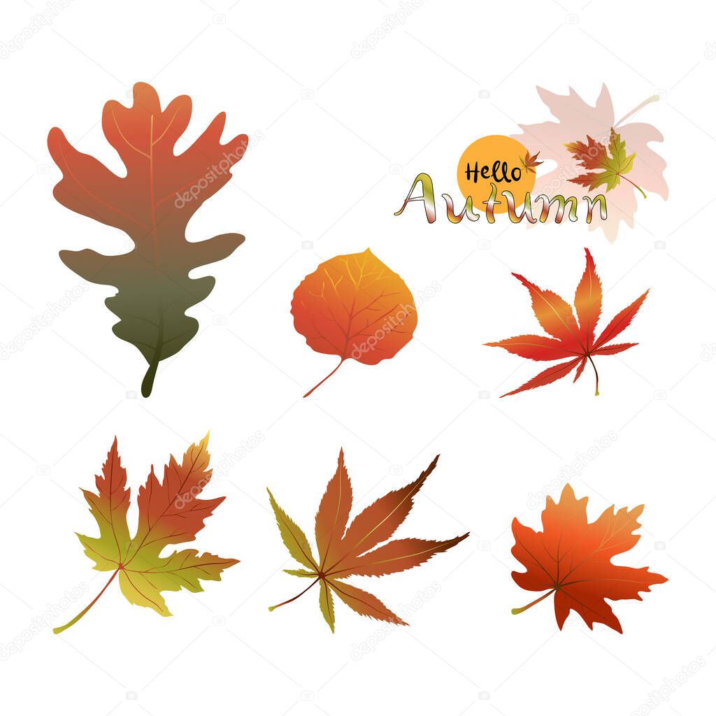 Set of falling Autumn Leaves isolated on white background, Vector illustration cartoon collections of early autumn leaves in green and orange  foliage