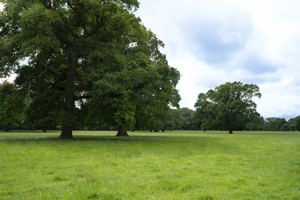 Frische Luft Und Schöne Naturlandschaft Der Wiese Mit Grünem Baum — Stockfoto