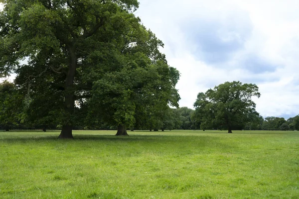 Fresh Air Beautiful Natural Landscape Meadow Green Tree Sunny Day — Stock Photo, Image