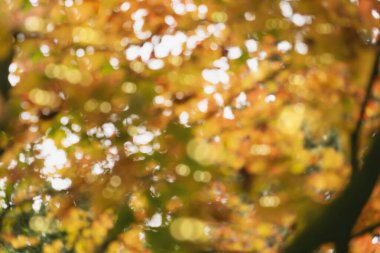 Sonbahar arkaplan afişi için turuncu tonlu bulanık bokeh, parlak sonbahar arkaplanı, soyut renkli bokeh