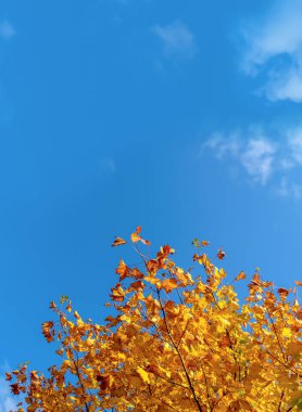 Sonbahar yaprakları mavi gökyüzü ile geri grunn, önünde sarı sonbahar yaprakları gökyüzü olabilir. Sonbahar boşluğunda parlak turuncu yapraklar.