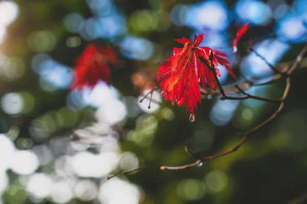 Ljust Färg Röda Blad Med Regn Droppe Mot Suddig Höstskog — Stockfoto