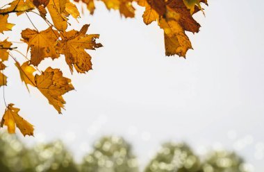 Sonbahar yaprakları beyaz gökyüzü arka planına karşı, sarı ve kahverengi sonbahar yaprakları kasvetli bir şekilde gökyüzüne yükselebilir. Güz mevsiminde parlak turuncu yapraklar, bulanık bokeh doğal arka plan ve kopyalama alanı 