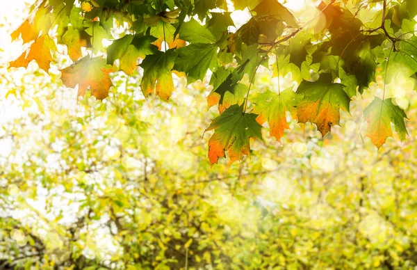 Autumnal with Maples leaves with morning light shining through,Soft focus branches maple tree with orange leaves against blurry natural background,Bright leaves in fall season with blurry light bokeh