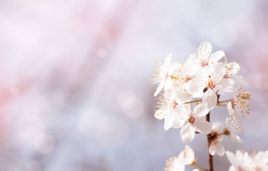 Bahar kiraz çiçekleri bulanık arka planda, beyaz sakura çiçekleri rüya gibi romantik bir görüntü Paskalya güneşli bayrağı, çiçek açan bahar çiçekli güzel doğa sahnesi