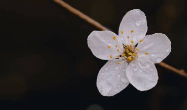 Bahar kirazı yağmur damlalarıyla çiçek açıyor bulanık bokeh ışığı arka planda, bekar beyaz sakura çiçekleri ve hayallerle dolu akşam manzarası çiçek açan bahar çiçeğiyle güzel doğa sahnesi 