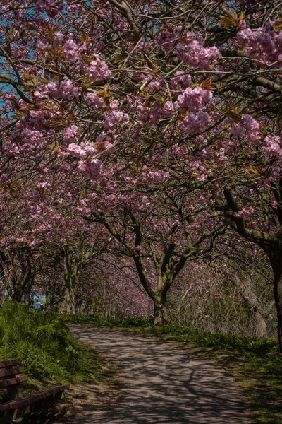 Rózsaszín Cseresznyevirág Egy Nyilvános Parkban Egy Gyalogút Mellett — Stock Fotó