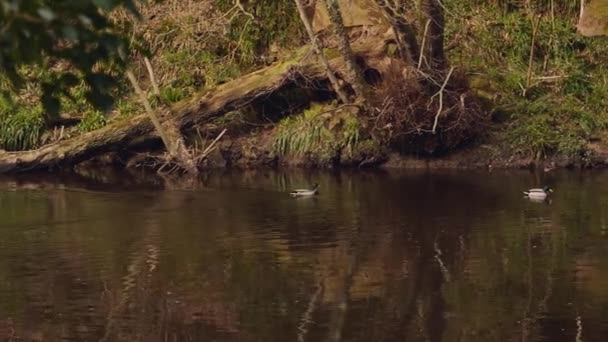 Uma Família Patos Nadando Rio Meio Floresta — Vídeo de Stock