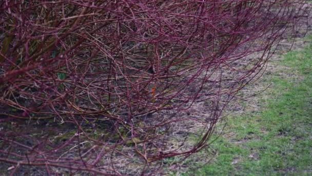 イギリスの日中に地元の公園で赤い茂みの中に隠された美しいロビン鳥 — ストック動画