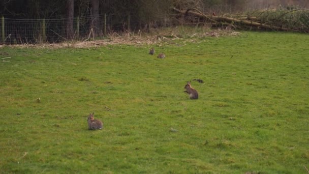 Alcuni Conigli Selvatici Lepri Campo Aperto — Video Stock