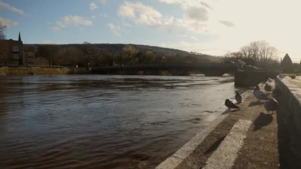 Eine Gruppe Tauben Saß Während Des Hochwassers Großbritannien Einem Flussbett — Stockvideo