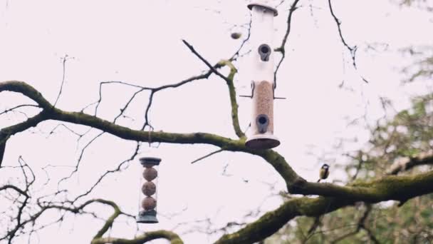 Beaux Oiseaux Chanteurs Volant Vers Une Mangeoire Suspendue Arbre Milieu — Video