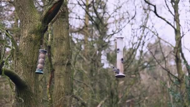 Hermosos Pájaros Cantores Volando Hacia Comedero Aves Colgando Árbol Medio — Vídeos de Stock