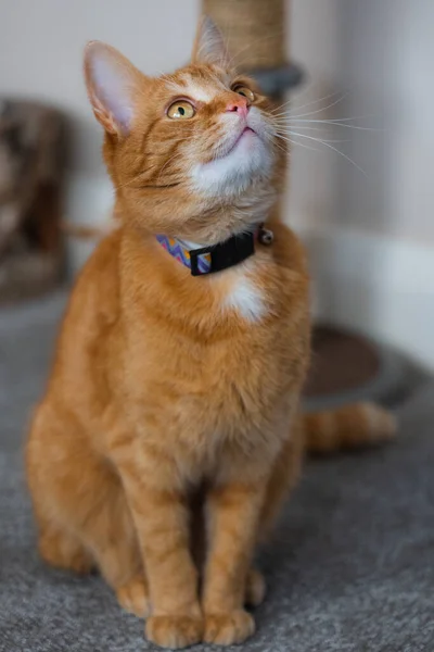 Retrato Adorável Jovem Doméstico Gengibre Tabby Gato Sentou Casa Lado — Fotografia de Stock