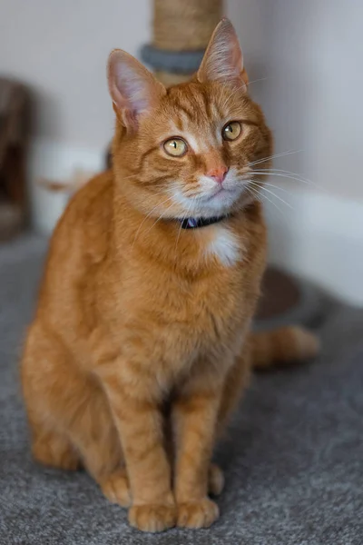 Portrait Adorable Young Domestic Ginger Tabby Cat Sat Home Next — Stock Photo, Image