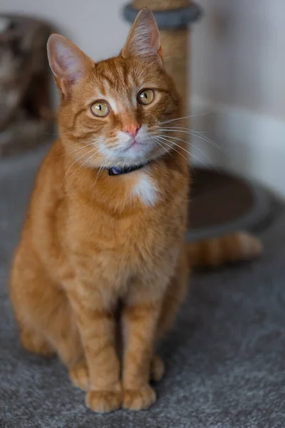 Portrait Adorable Young Domestic Ginger Tabby Cat Sat Home Next — Stock Photo, Image