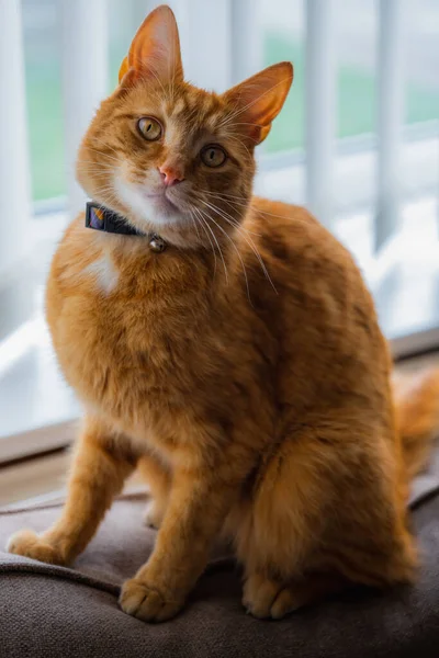 Portrait Adorable Young Domestic Ginger Tabby Cat Sat Home Back — Stock Photo, Image