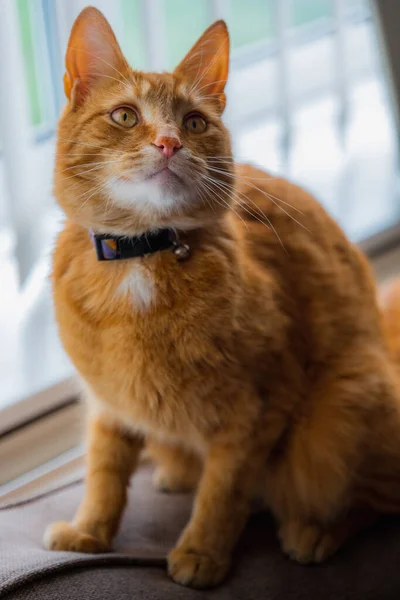 Retrato Adorável Jovem Gato Gengibre Doméstico Sentado Casa Parte Trás — Fotografia de Stock