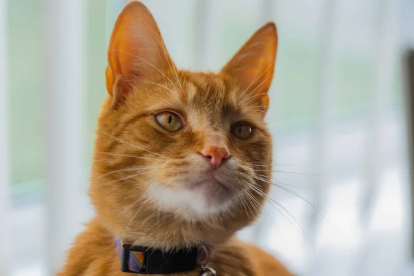 Portrait Adorable Young Domestic Ginger Tabby Cat Sat Home Back — Stock Photo, Image