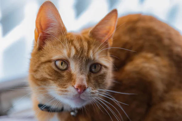 Portret Uroczej Młodej Domowej Rudej Kotki Tabby Siedział Domu Tylnej — Zdjęcie stockowe