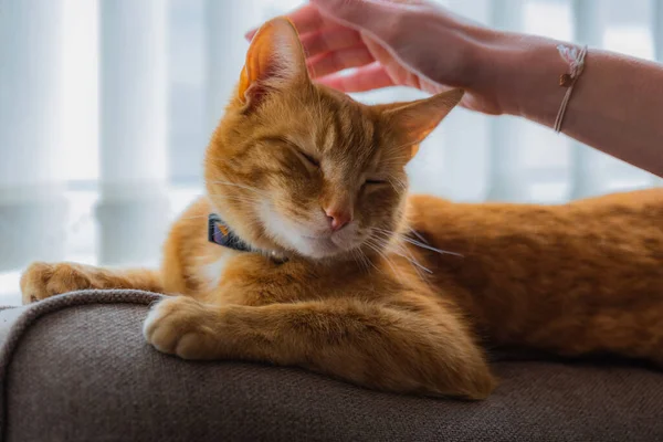 Portret Uroczej Młodej Domowej Rudej Kotki Tabby Siedział Domu Tylnej Obraz Stockowy