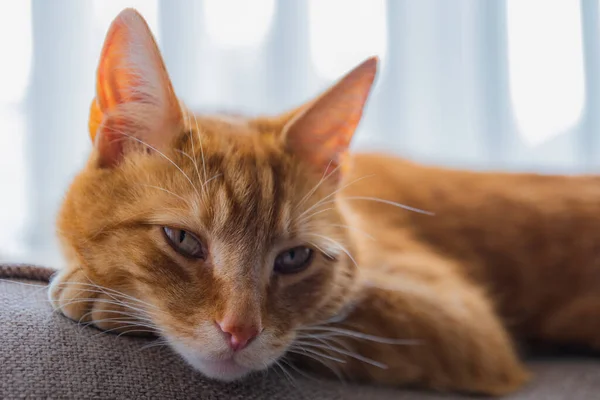 Portret Uroczej Młodej Domowej Rudej Kotki Tabby Siedział Domu Tylnej Obraz Stockowy