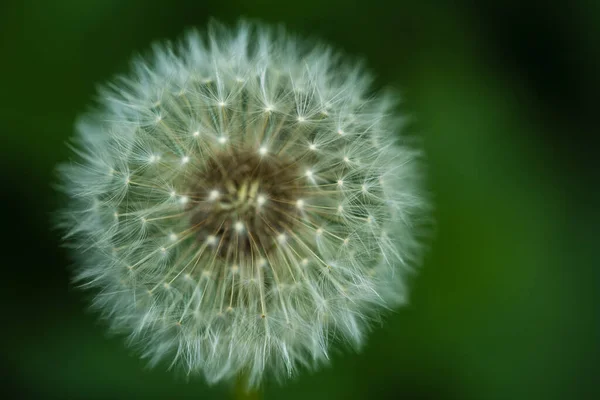 Dandelion Zegar Makro Wizerunek Zdjęcie Stockowe