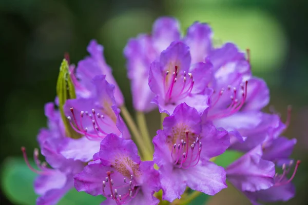 Макроснимок Некоторых Фиолетовых Цветов — стоковое фото