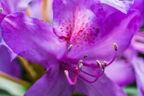 紫色の花のマクロショット — ストック写真