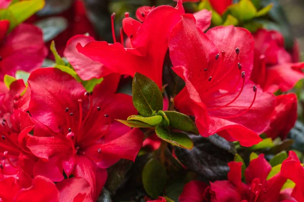 Una Macro Algunas Flores Rojas — Foto de Stock