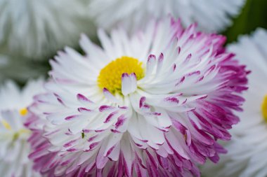 Sarı merkezli beyaz ve pembe bir çiçeğin makrosu.