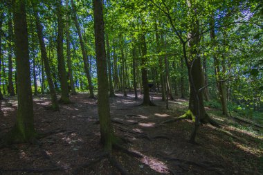 İngiltere 'de ormandaki ağaçlar